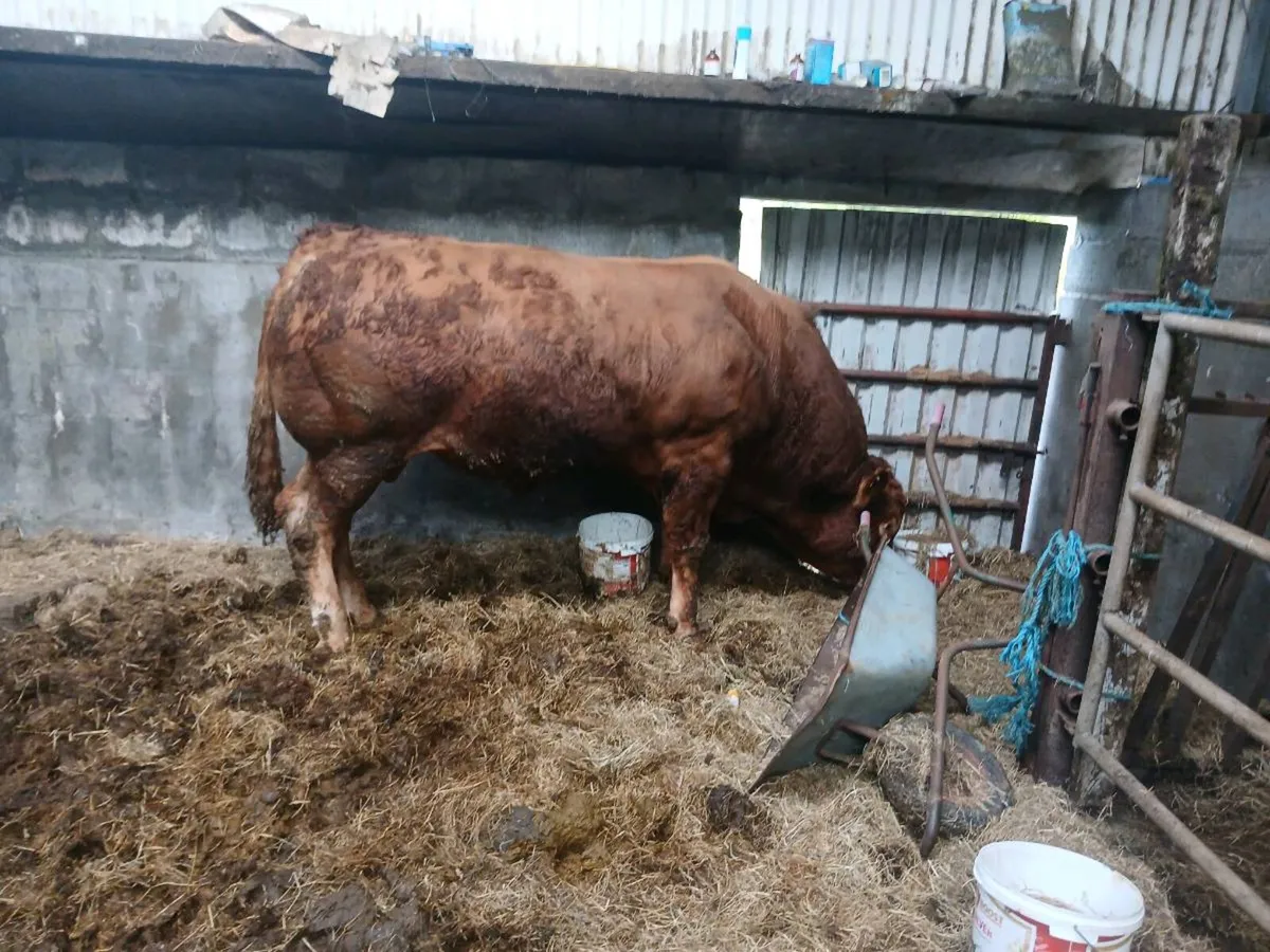 Bull - Image 3