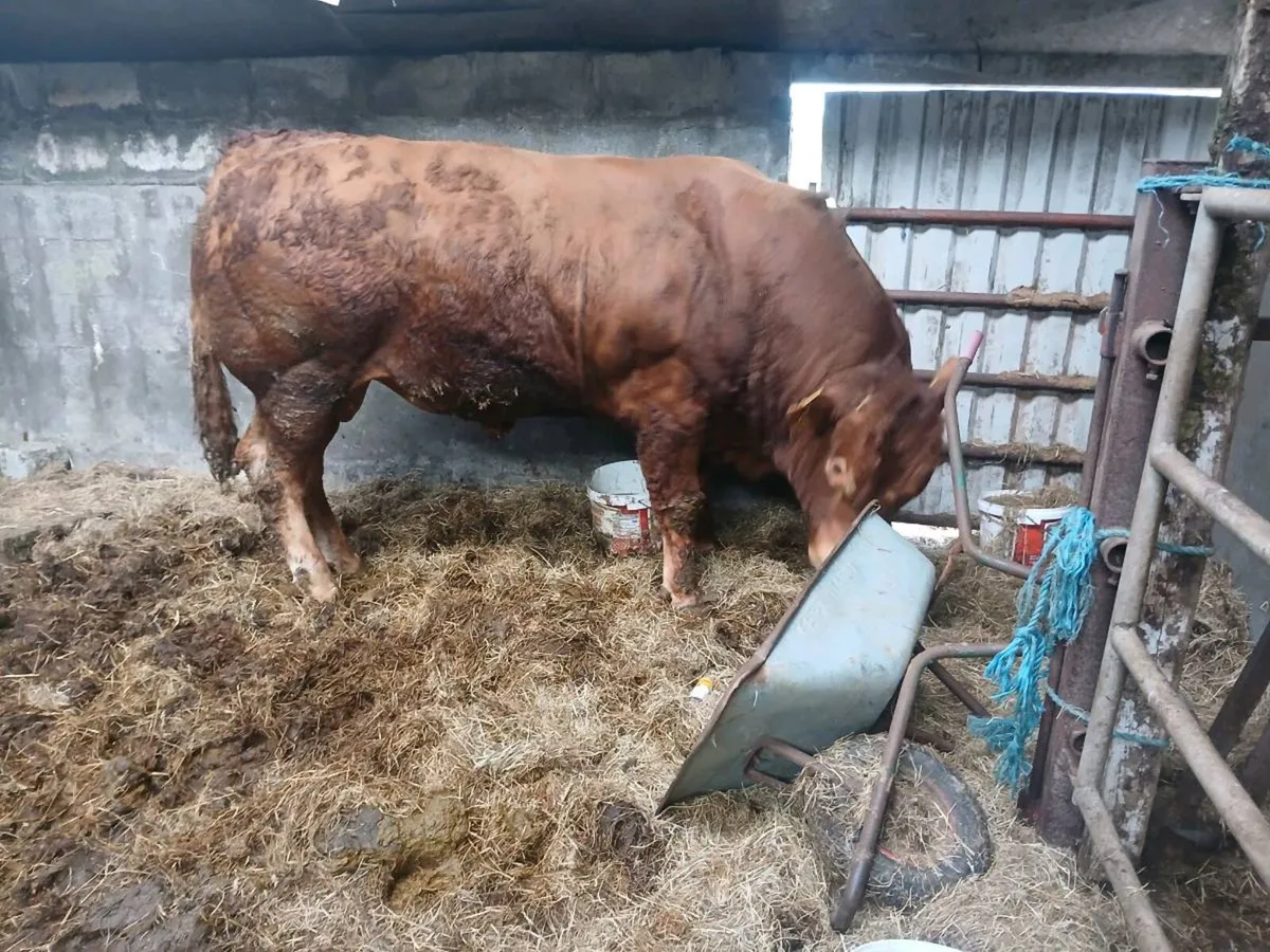 Bull - Image 1