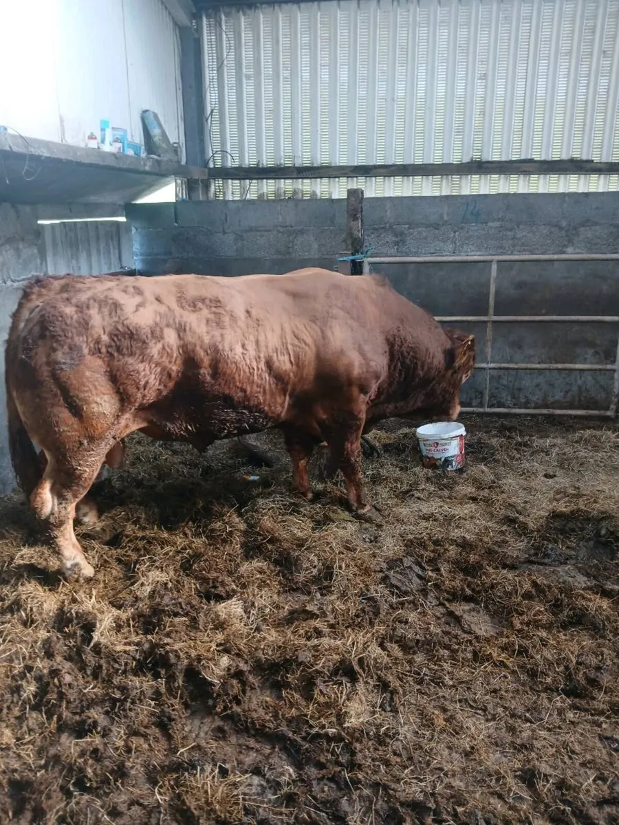 Bull - Image 2