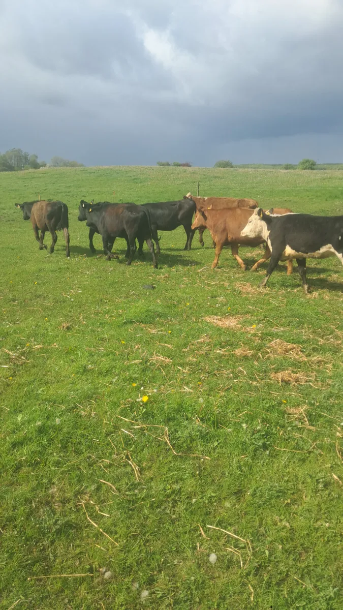 Weanling heifers - Image 1