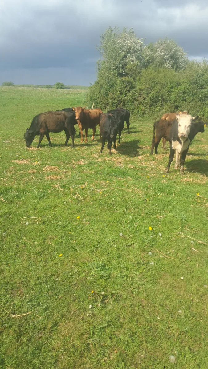 Weanling heifers - Image 2