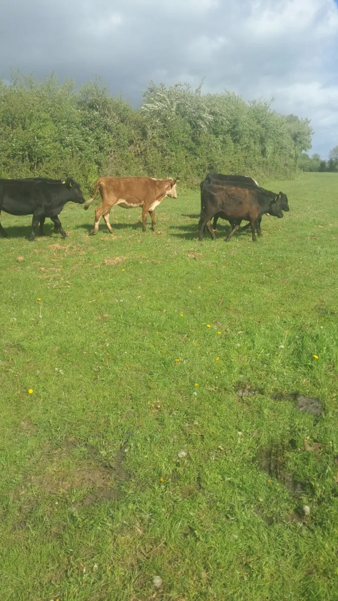 Weanling heifers - Image 4