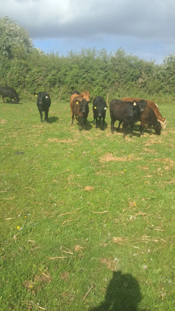 Weanling heifers - Image 3