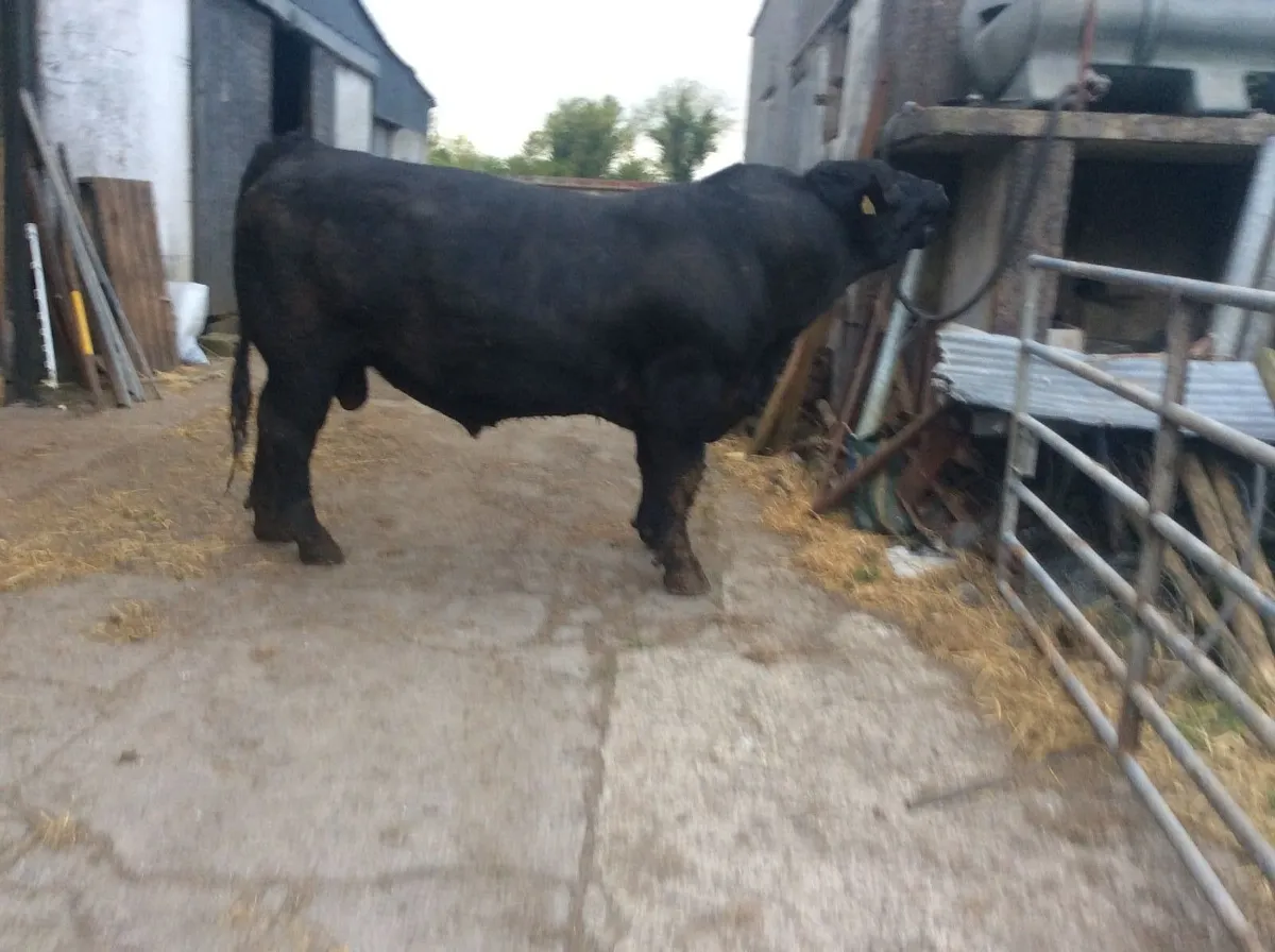 Angus Bull - Image 4