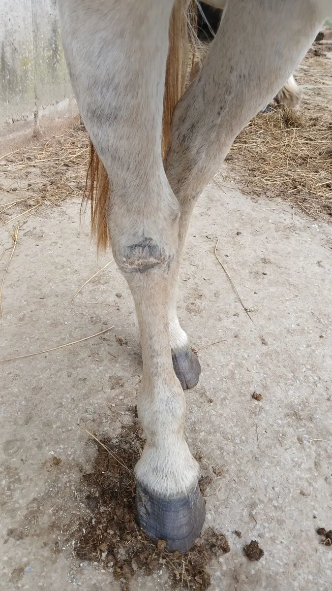 Horse - Image 4
