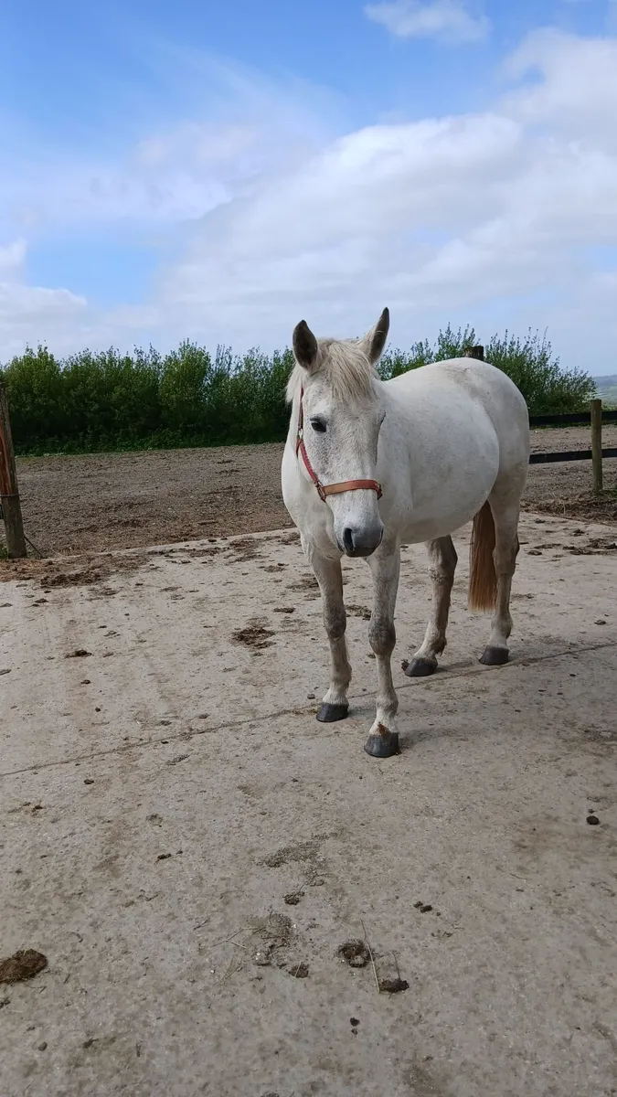 Horse - Image 3