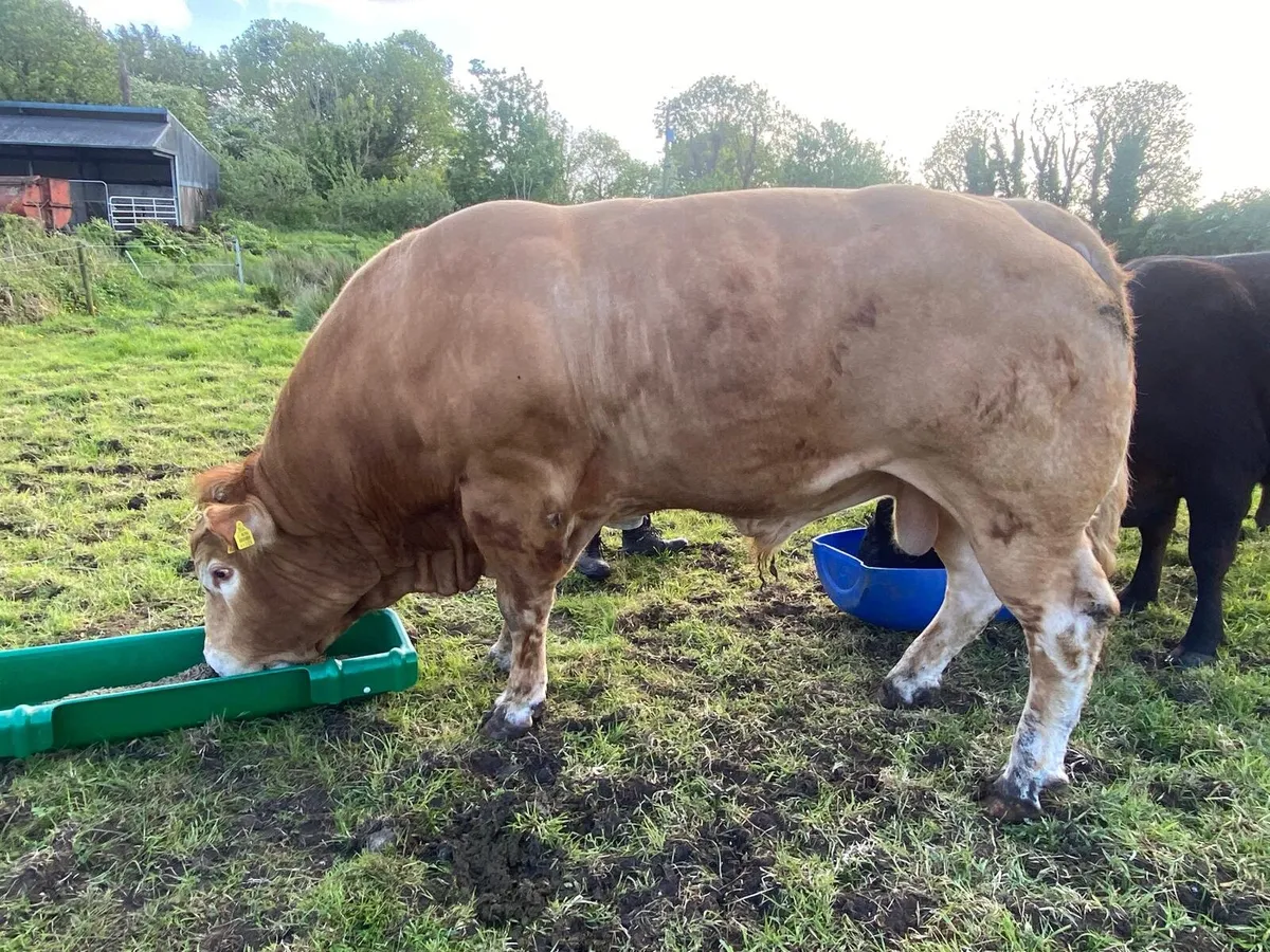 Limousin Bull - Image 1
