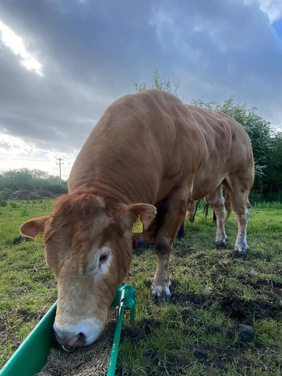 Limousin Bull - Image 2