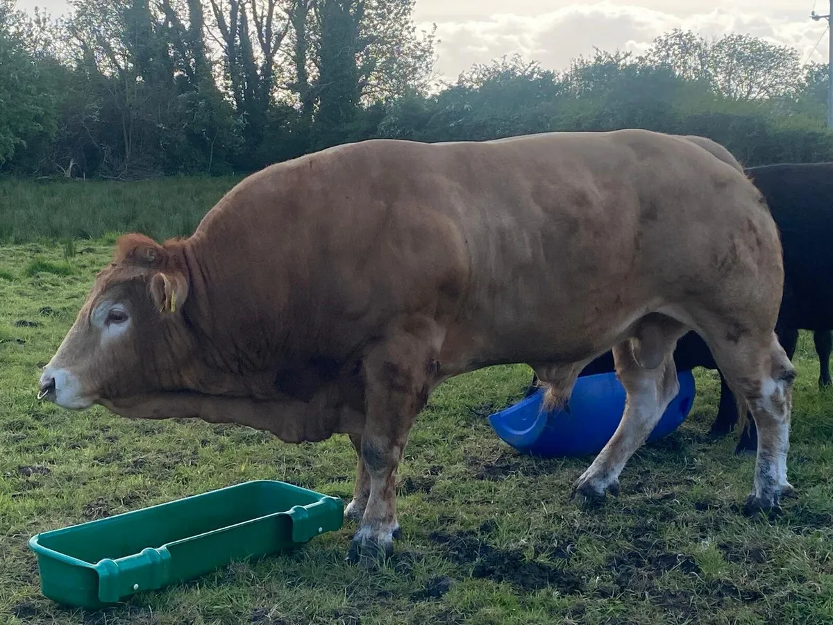 Limousin Bull - Image 3