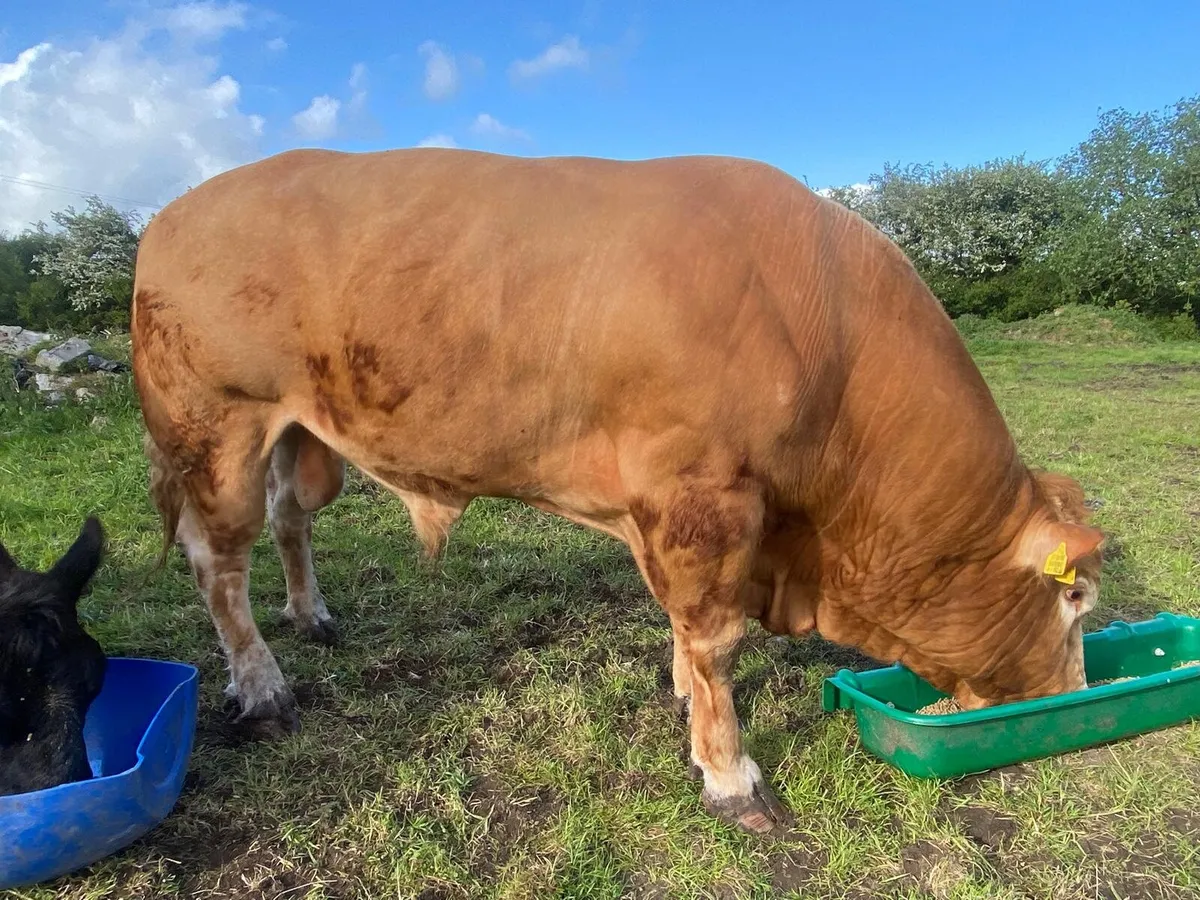 Limousin Bull - Image 4