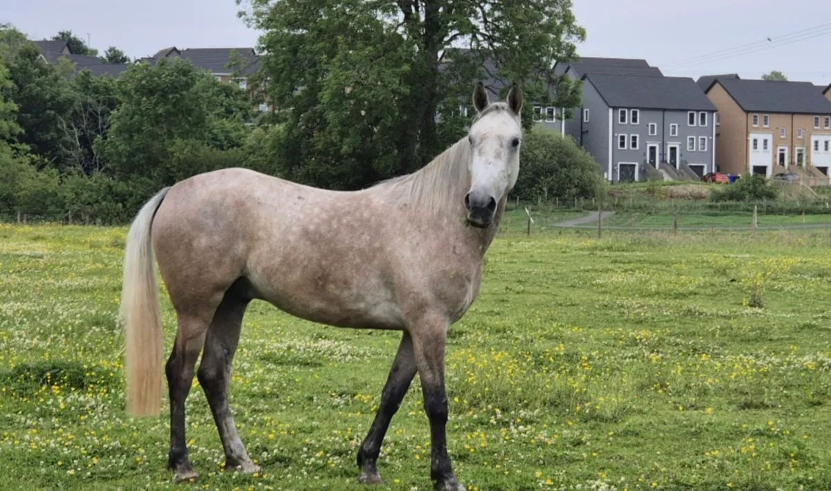 IRISH SPORT HORSE 7YR OLD GELDING 15.2HH - Image 1