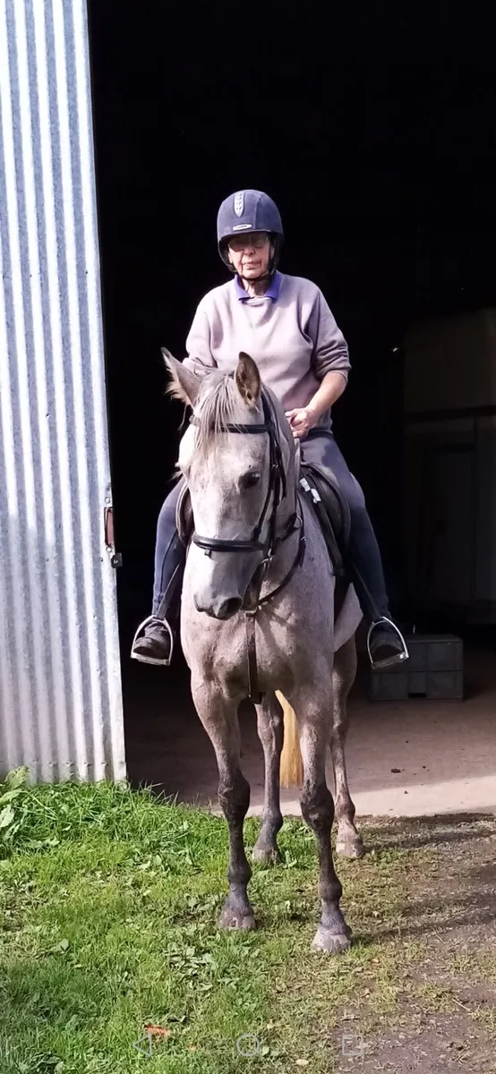 IRISH SPORT HORSE 7YR OLD GELDING 15.2HH - Image 2