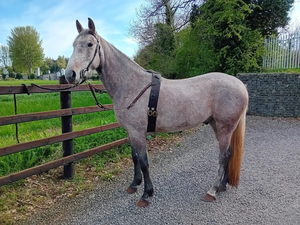 IRISH SPORT HORSE 7YR OLD GELDING 15.2HH - Image 3