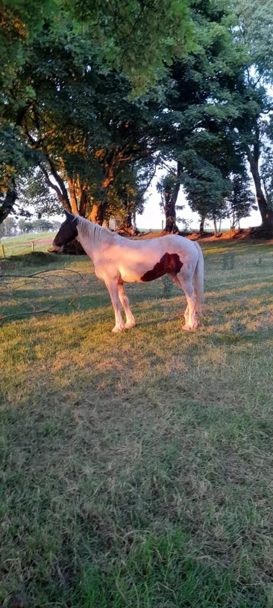 Happy hacker Mare - Image 1