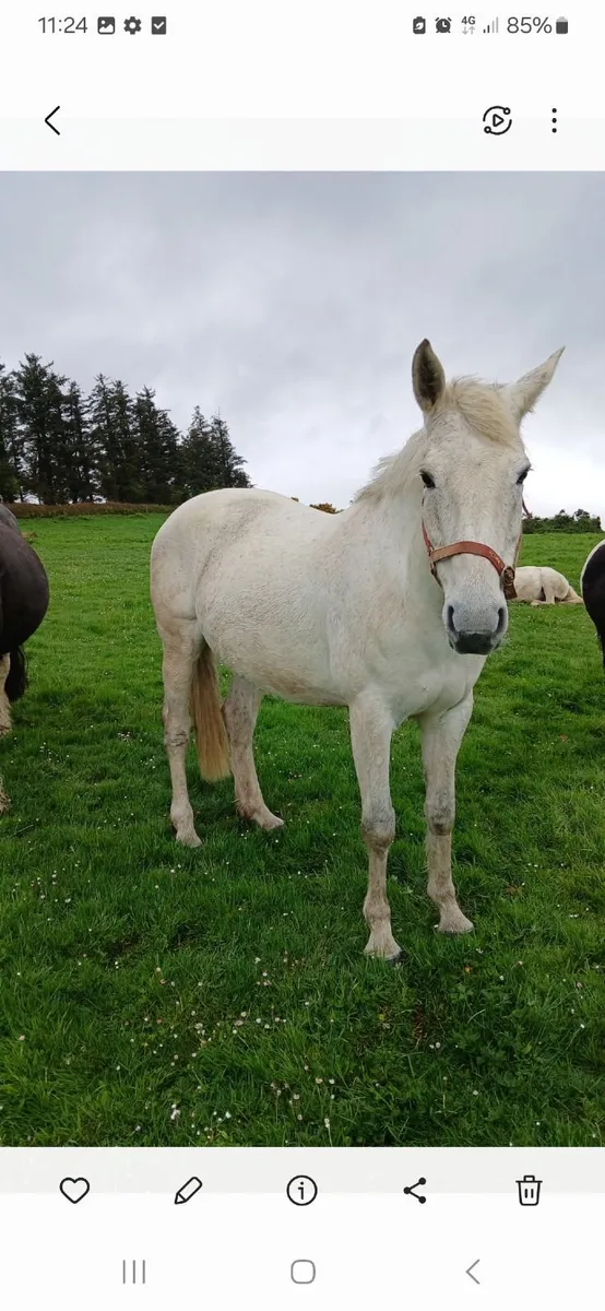 Horse - Image 1