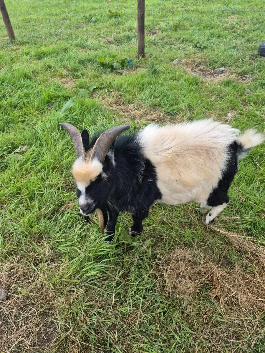 Pet pygmy goat - Image 1