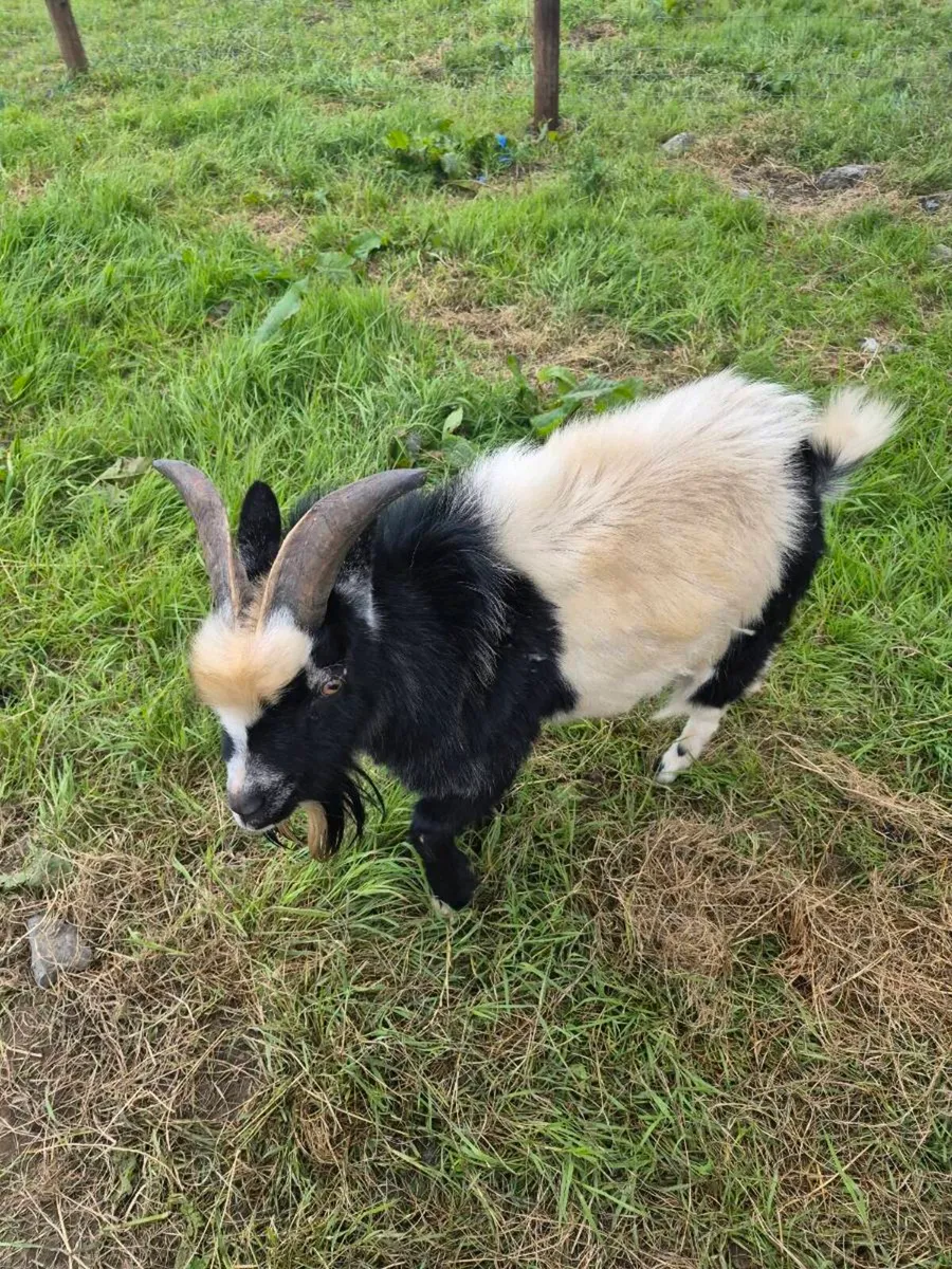 Pet pygmy goat - Image 2