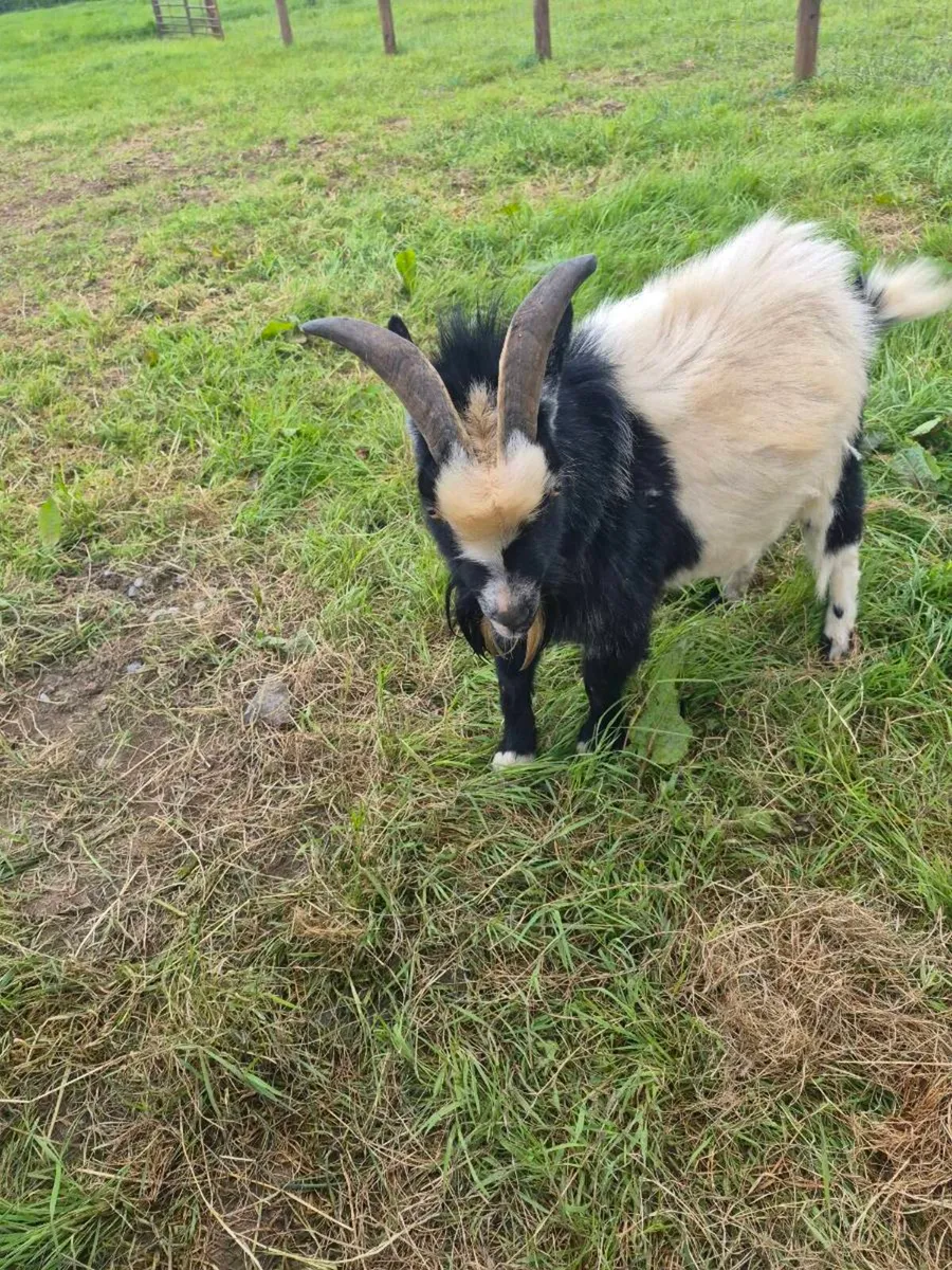 Pet pygmy goat - Image 3