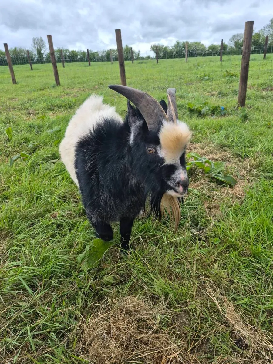 Pet pygmy goat - Image 4