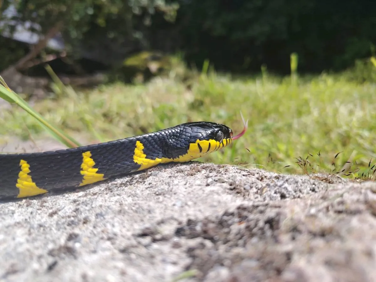 Reptiles - Image 4