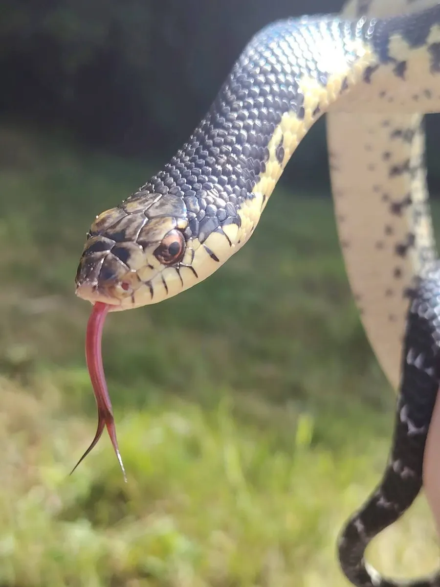 Reptiles - Image 1