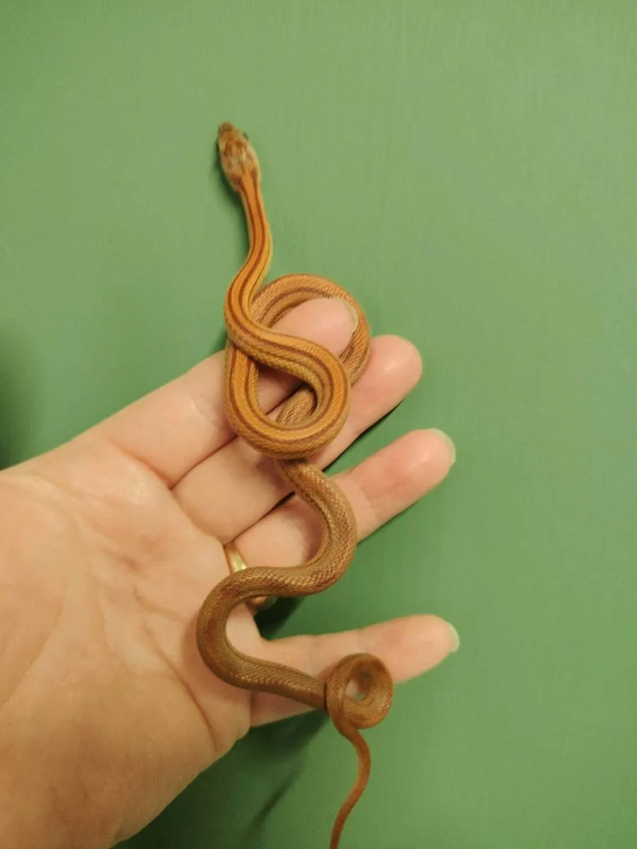 Reptiles - Image 2