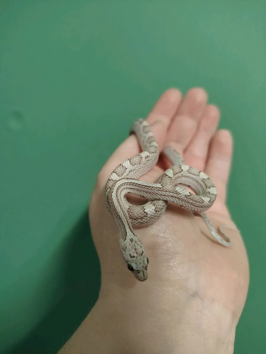 Reptiles - Image 3