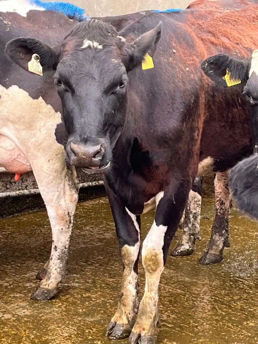 Cows - Image 2
