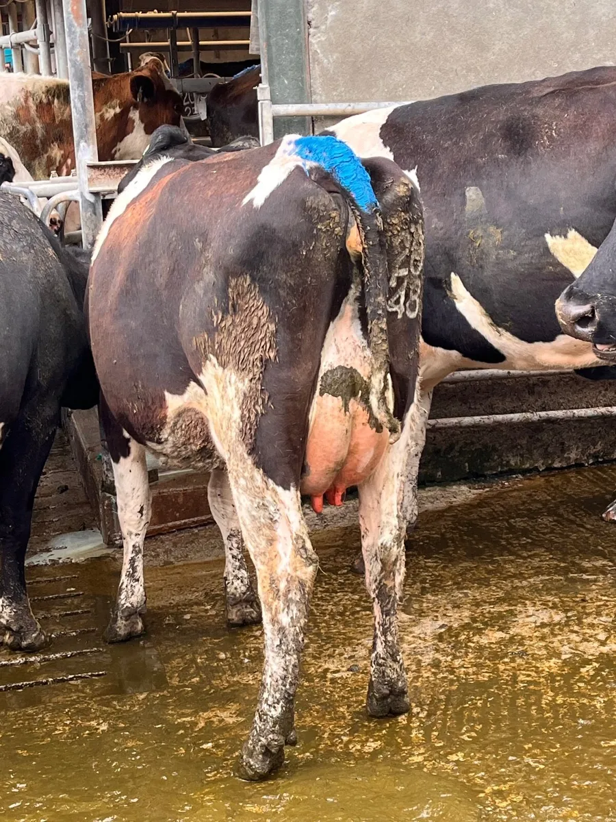 Cows - Image 1