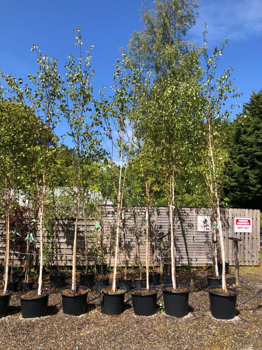 Himalayan Birch (Jacqmontii)