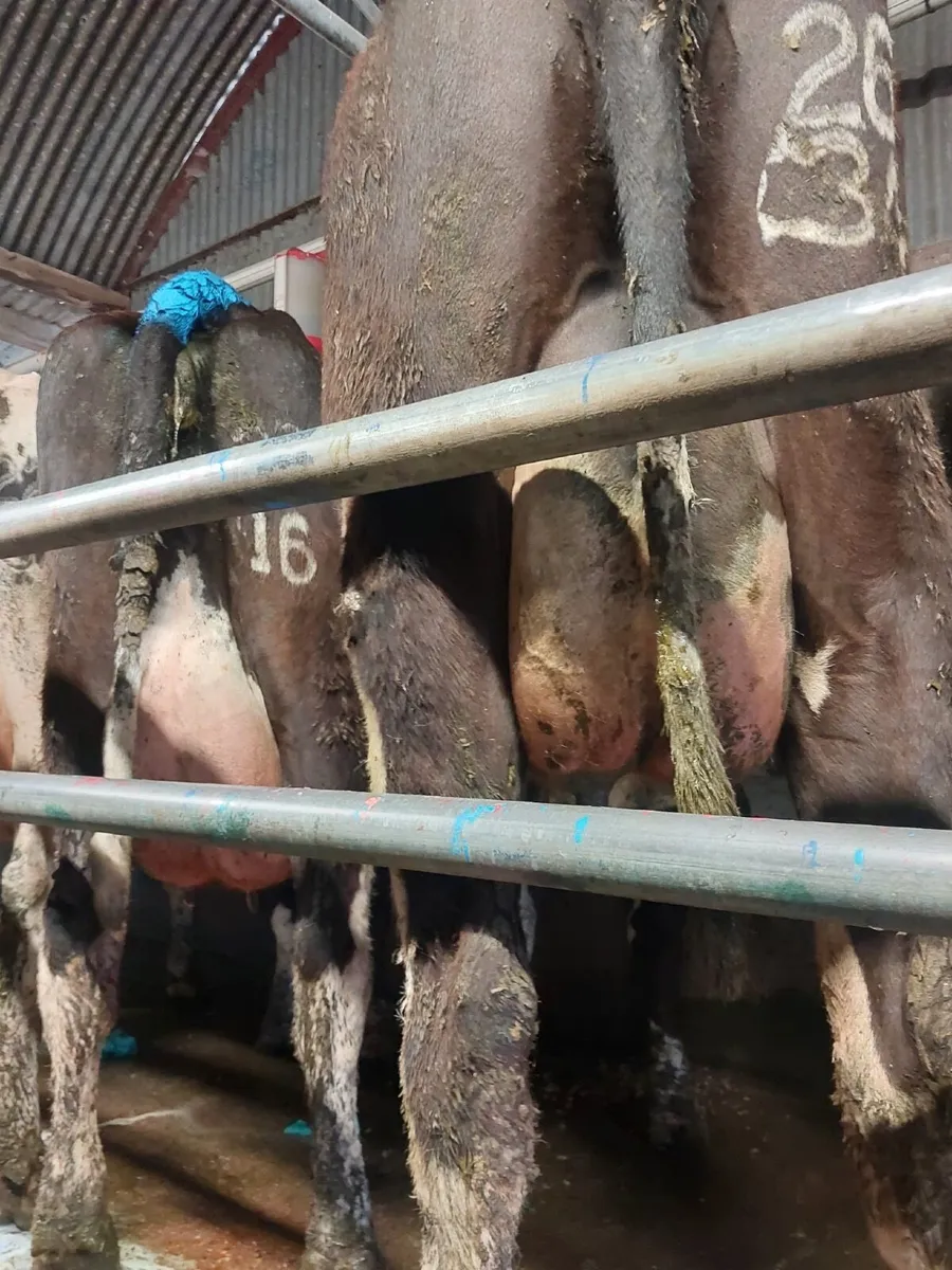 Cows - Image 3