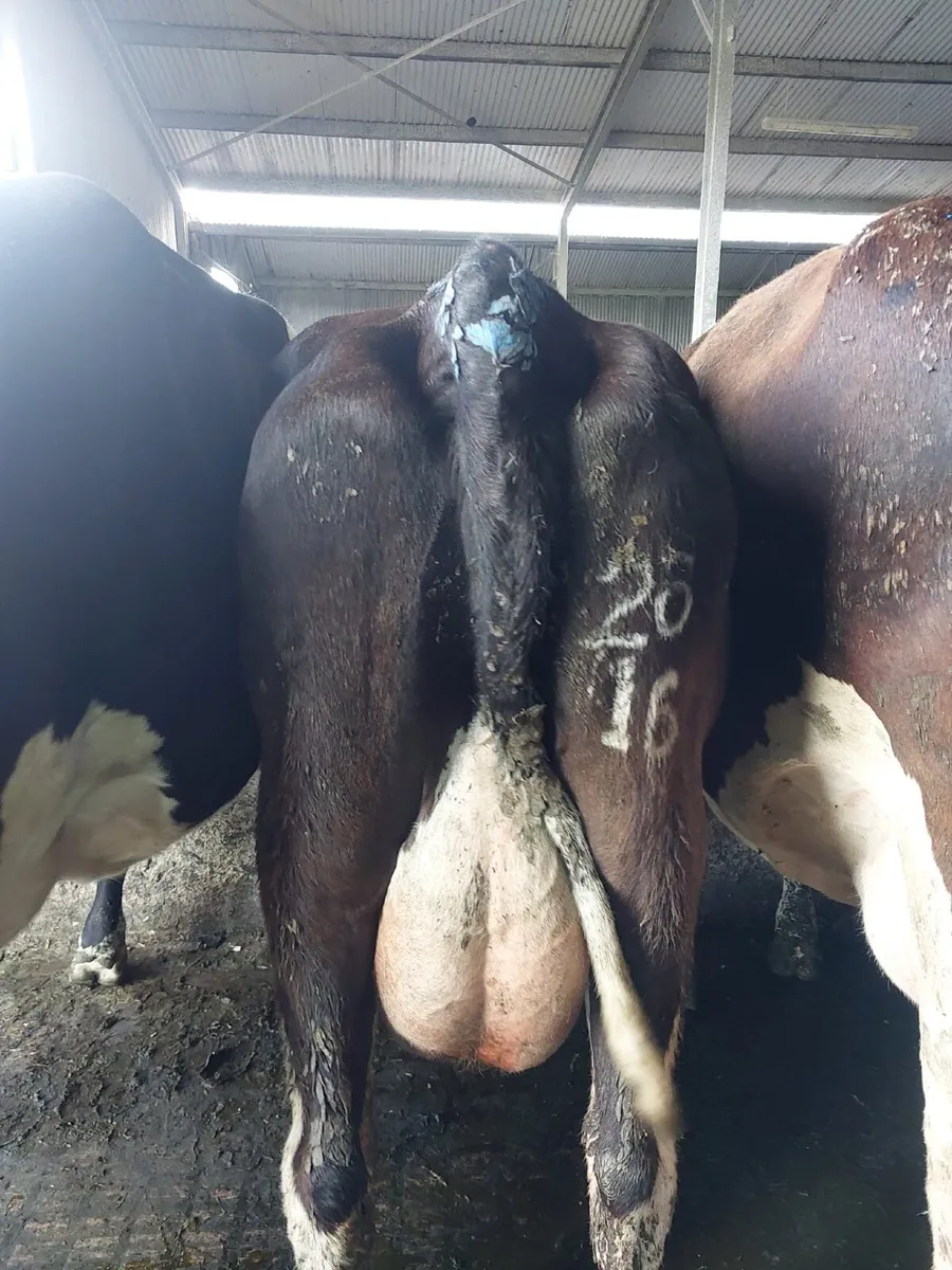 Cows - Image 4