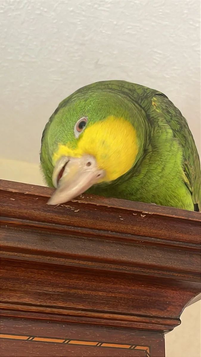 Double yellow headed Amazon 1500- lowest price - Image 2