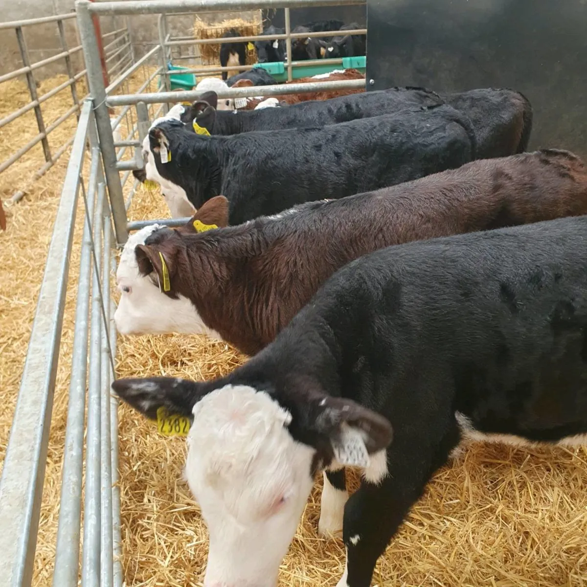 Hereford Calves - Image 1