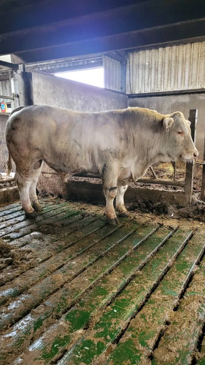 Charolais bull - Image 1