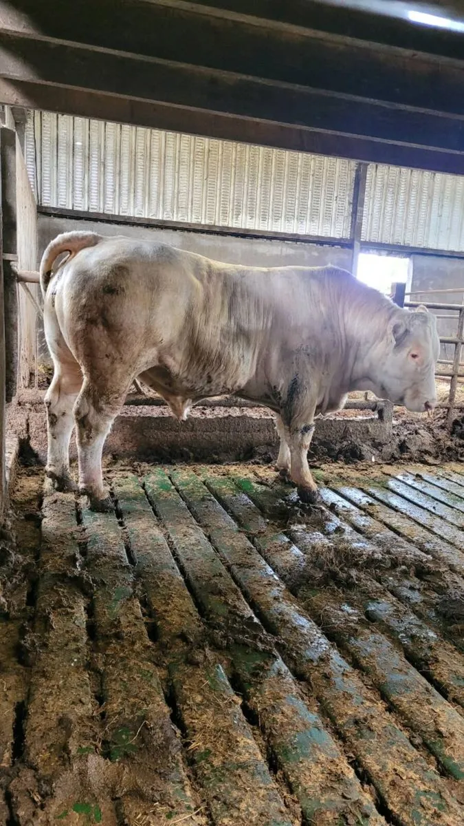 Charolais bull - Image 2
