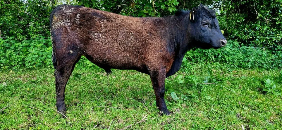 Organic Angus PBR bull weanlings - Image 2