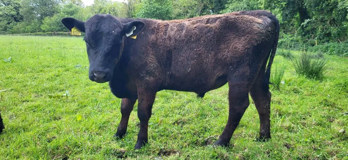Organic Angus PBR bull weanlings - Image 3