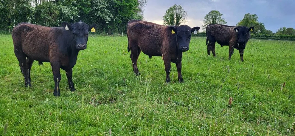 Organic Angus PBR bull weanlings - Image 1