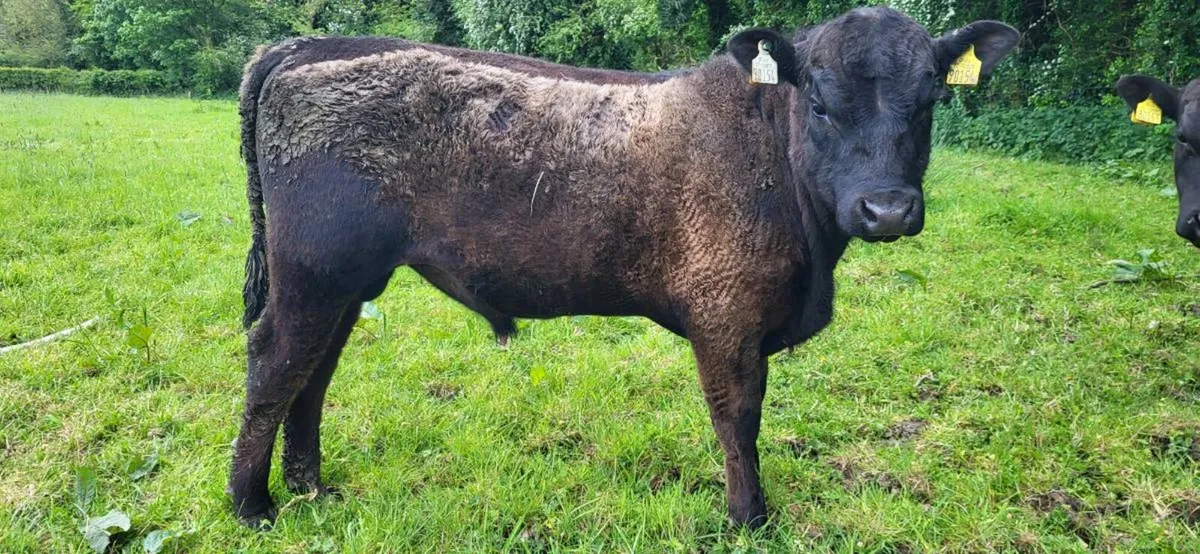 Organic Angus PBR bull weanlings - Image 4