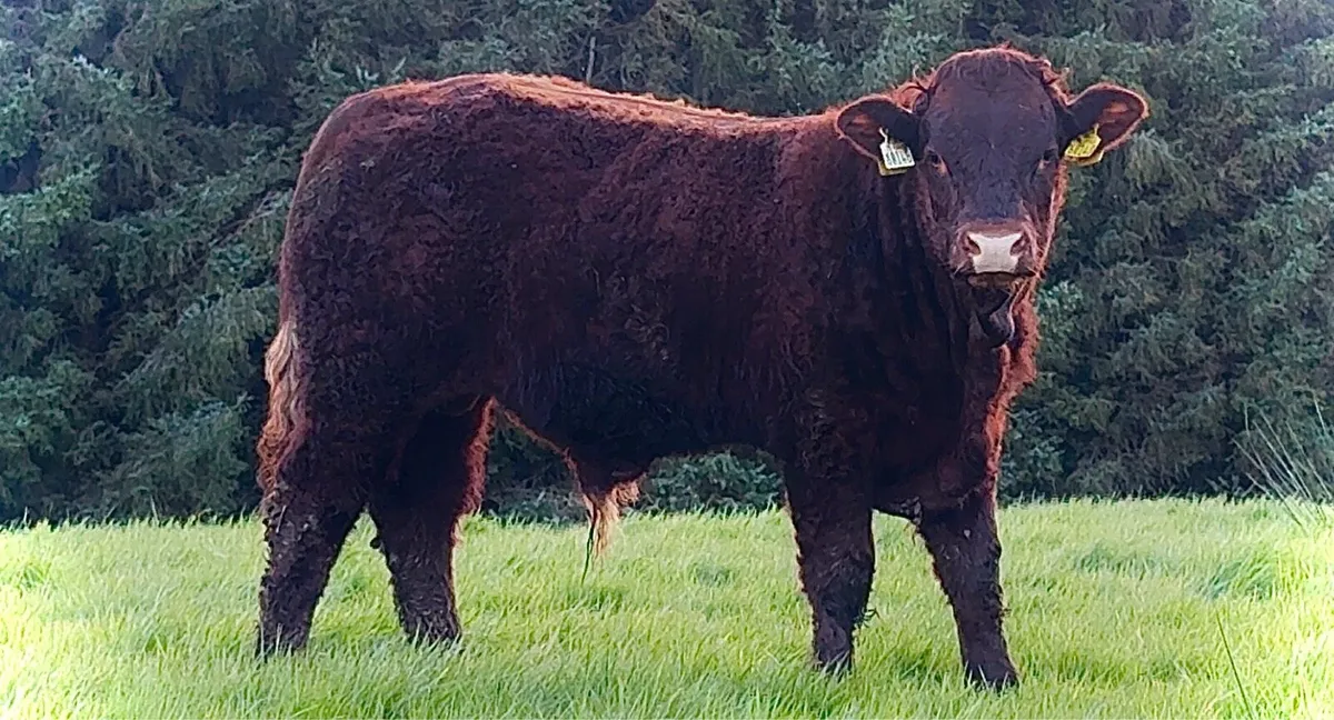 Pedigree Saler Bull Weanlings - Image 1