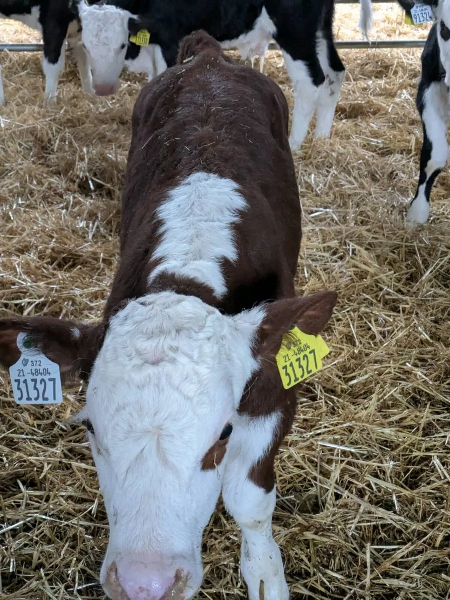10 hereford calves - Image 4