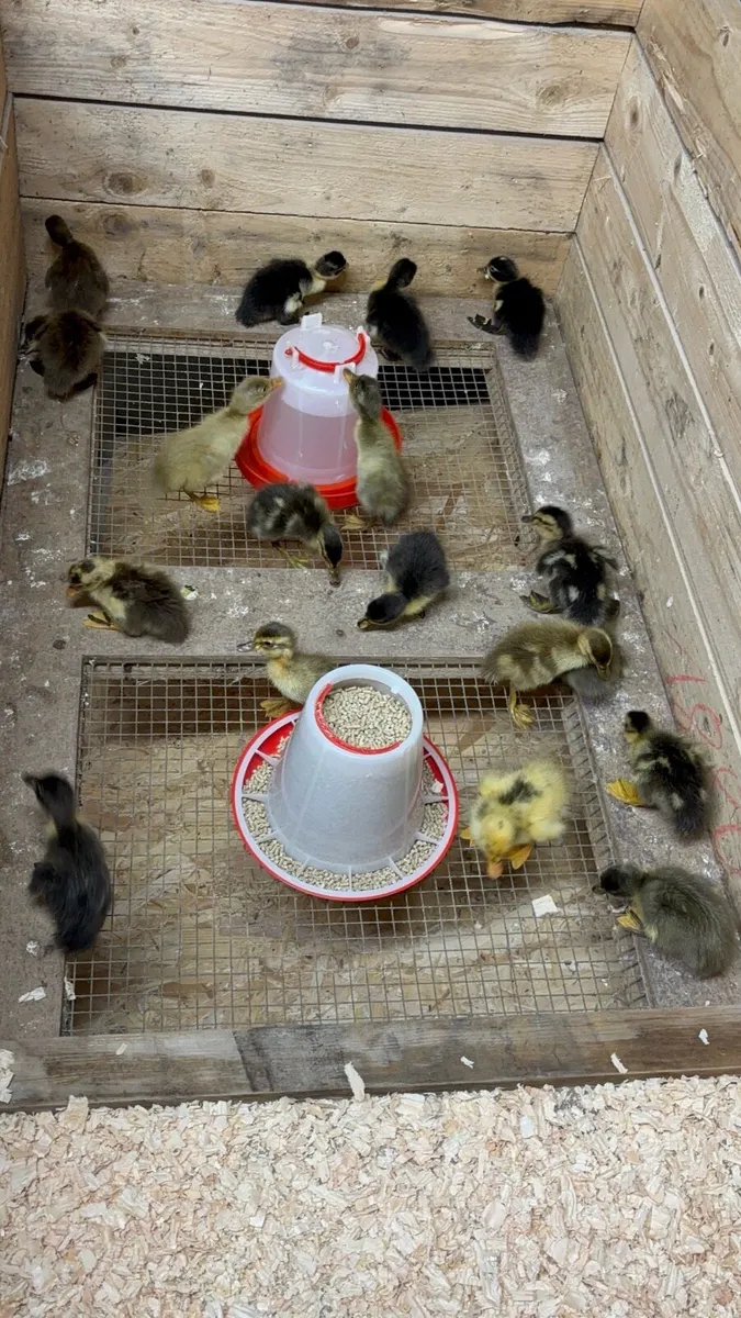 Indian runner ducklings - Image 3