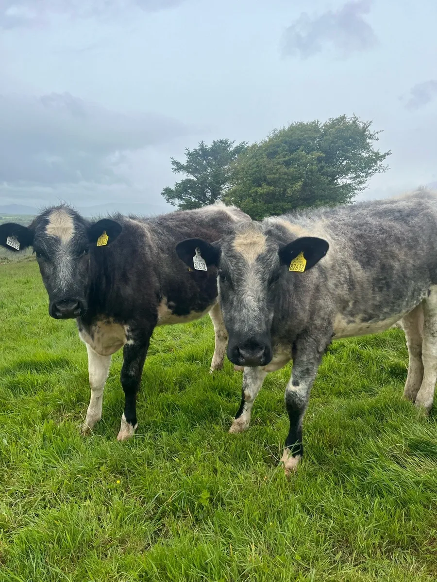 2 shorthorn heifers - Image 1