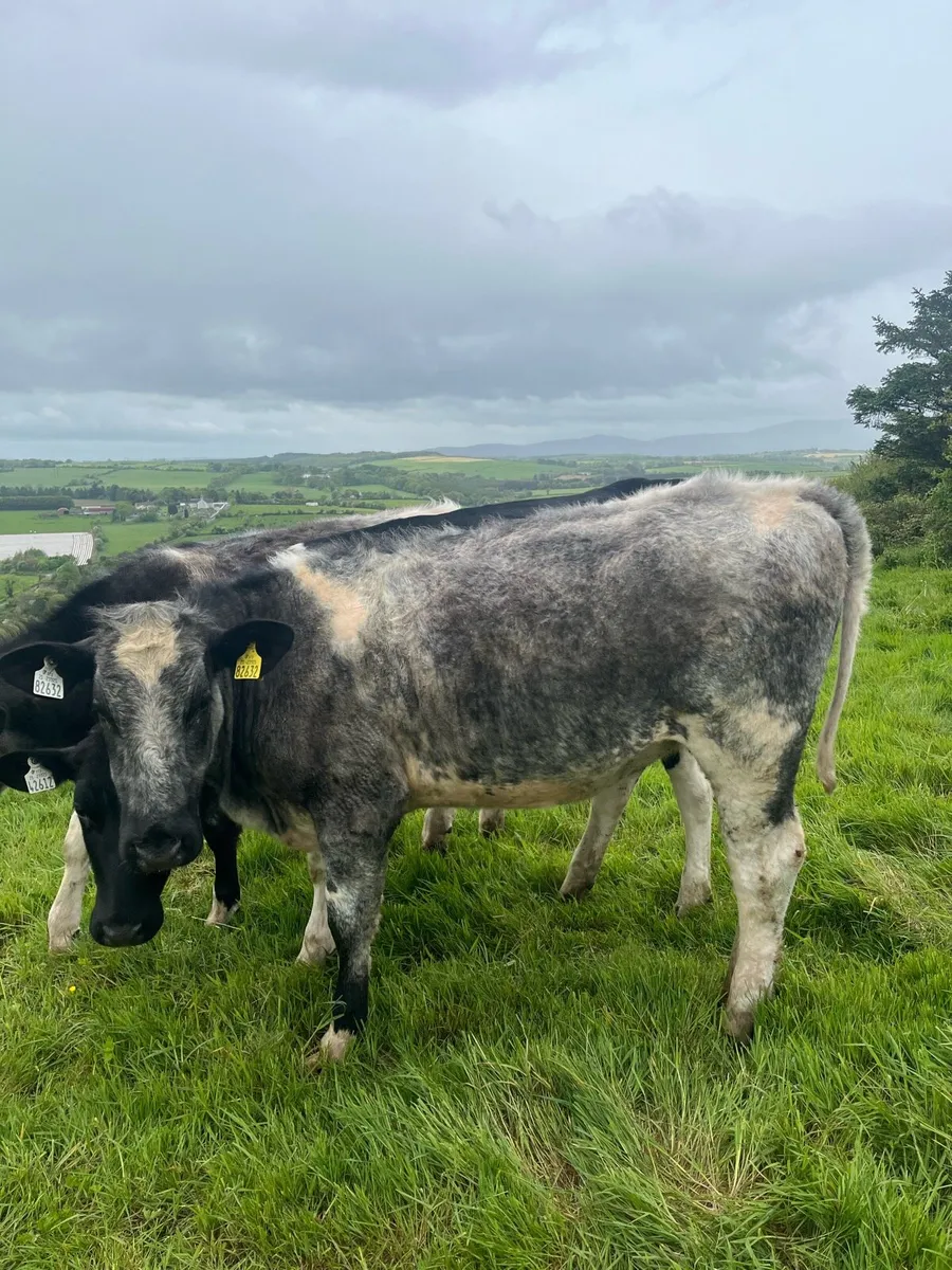 2 shorthorn heifers - Image 2