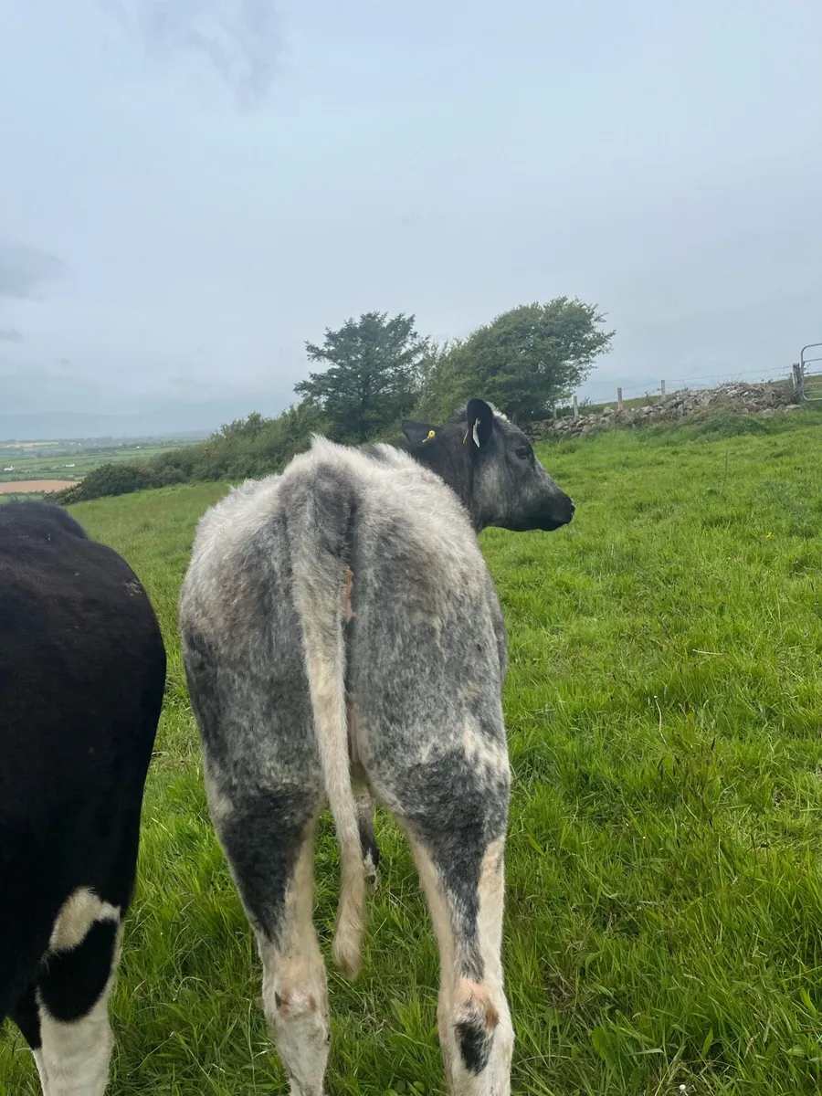 2 shorthorn heifers - Image 4