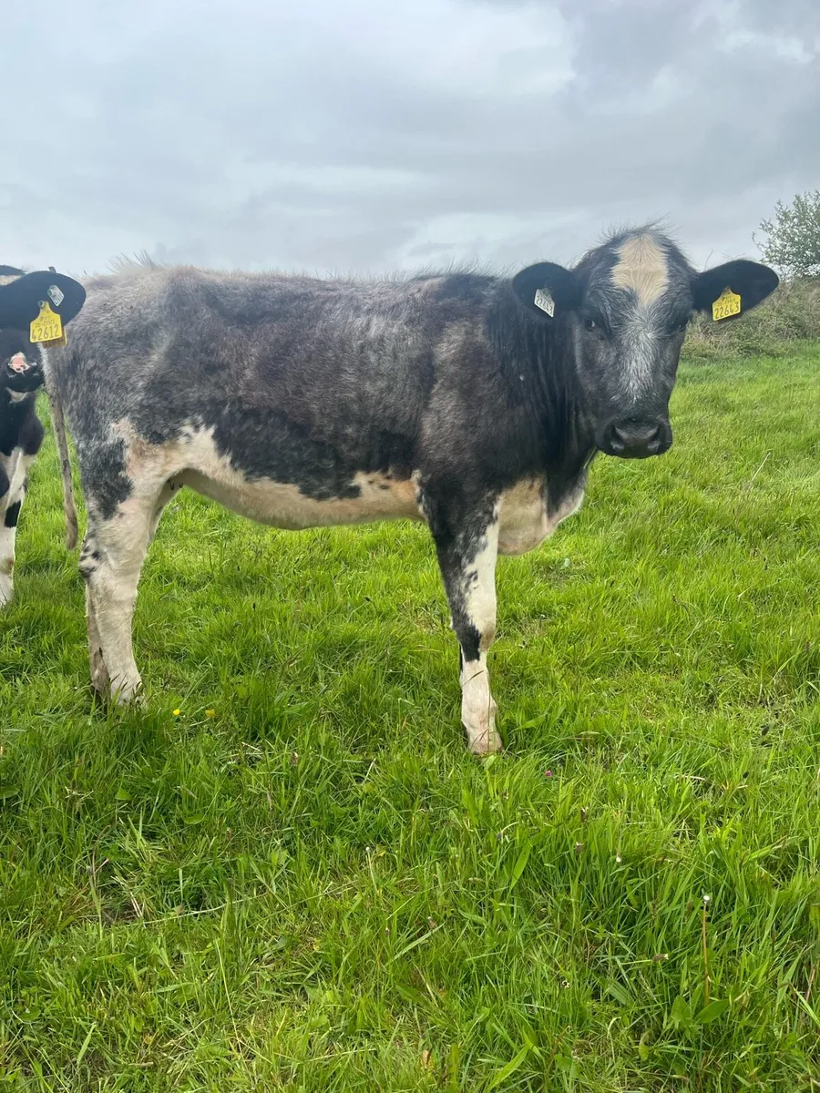 2 shorthorn heifers - Image 3