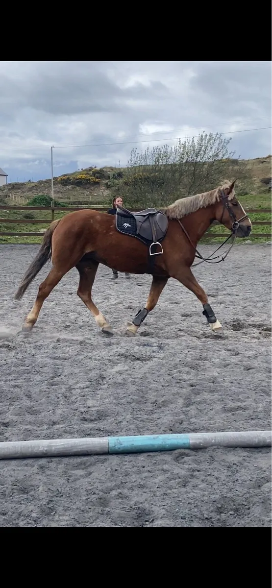 All Rounder - Riding Horse - Image 1