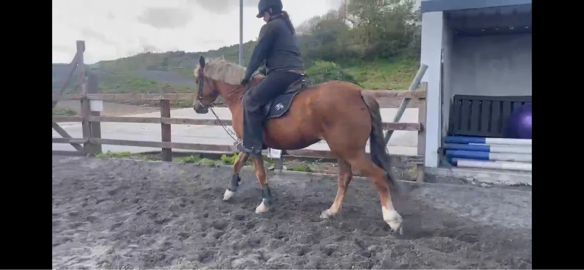 All Rounder - Riding Horse - Image 2