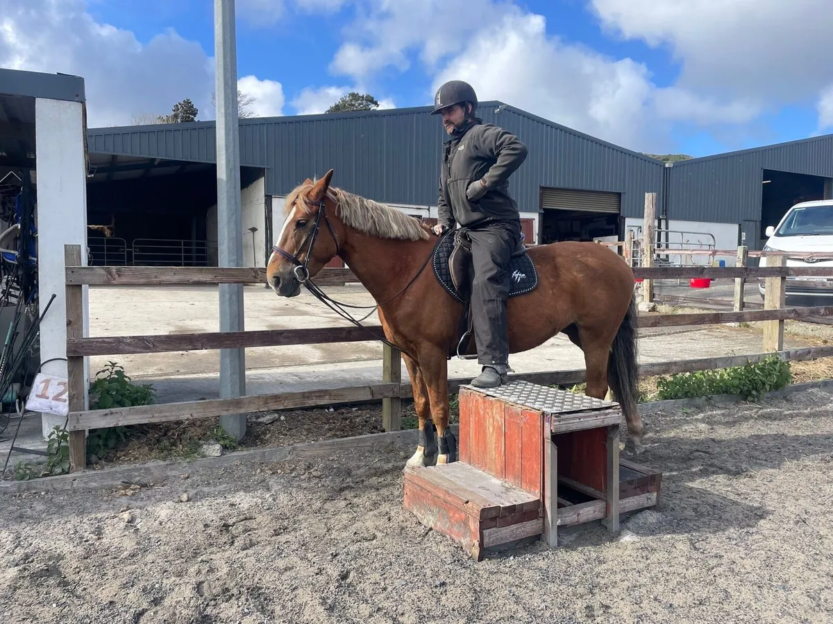 All Rounder - Riding Horse - Image 3